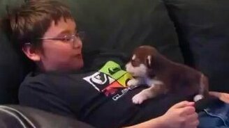 Почему собаки лучше кошек - смотреть видео (0:49)