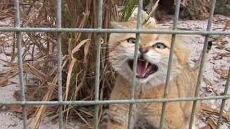 Голоса диких котят - смотреть видео (2:52)