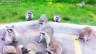 Нашествие енотов - смотреть видео (1:24)