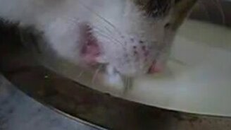 Кошка лакает молоко в замедлении - смотреть видео (3:27)