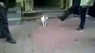 Злобный котяра напал на собаку - смотреть видео (0:56)