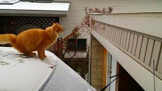 Кот не допрыгнул - смотреть видео (0:20)