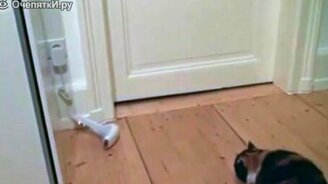 Пугливые коты - смотреть видео (1:11)