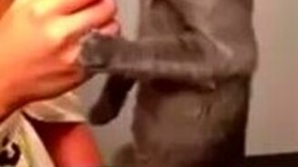 Кот ест мороженое на задних лапах - смотреть видео (0:07)