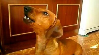 Устрашающая такса - смотреть видео (0:33)