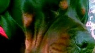 Спящий ротвейлер - смотреть видео (0:48)