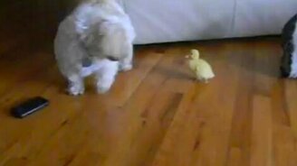 Утёнок и пёс - смотреть видео (1:11)