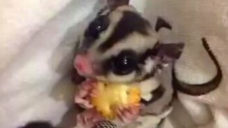 Милый мохнатик - смотреть видео (0:07)