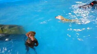 Собака-поплавок - смотреть видео (0:34)