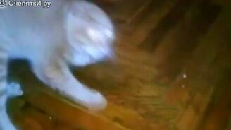 Смешные пугливые коты - смотреть видео (1:13)