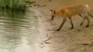 Лисица тащит сома из воды - смотреть видео (3:29)