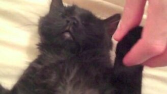 Как усмирить бешеного котёнка - смотреть видео (2:00)