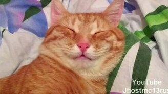 Кот-улыбака - смотреть видео (1:09)