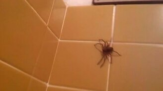 Паук прыгнул! - смотреть видео (0:33)