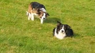 Как развлекаются пастушьи собаки - смотреть видео (1:44)