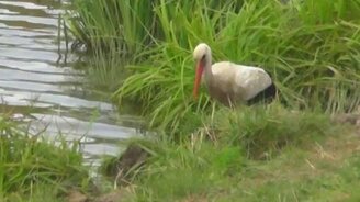 Аист ловит рыбу - смотреть видео (0:30)