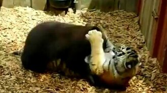 Кто сильнее: тигр или медведь? - смотреть видео (0:29)