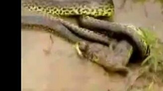 Животные поединки - смотреть видео (3:35)