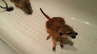 Сурикачье лакомство - смотреть видео (1:16)