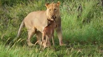 Лев защищает телёнка - смотреть видео (3:32)