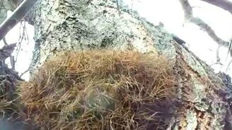 Сам бы не догадался, кто это... - смотреть видео (0:43)