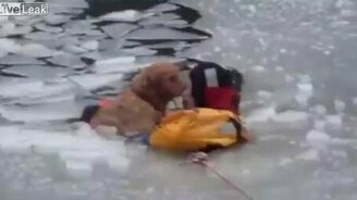 Спасение пса из ледяного плена - смотреть видео (1:38)