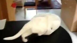 Кот попал в ловушку - смотреть видео (0:18)