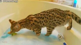 Предпраздничные кошачьи приколы - смотреть видео (4:00)