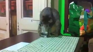 Кот против стакана с водой - смотреть видео (0:18)