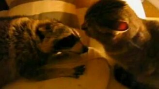 Енот против кота - смотреть видео (1:22)