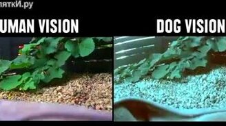 Как животные видят мир - смотреть видео (1:51)