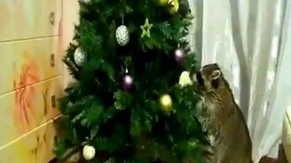 Кот, енот и новогодняя ёлка - смотреть видео (3:51)