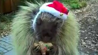 Дикобраз и печенька - смотреть видео (0:39)