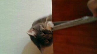 Кот и носок - смотреть видео (0:42)