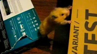 Очень умный хомячок - смотреть видео (0:19)