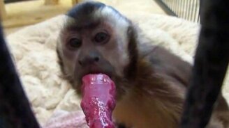 Обезьянка и мороженое - смотреть видео (0:26)