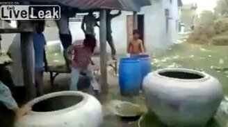 Миссия - спасти корову - смотреть видео (0:41)