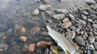 Отчаянный уж пытается украсть щуку - смотреть видео (1:32)