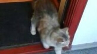 Кот защитил пса от атаки другого кота - смотреть видео (0:33)