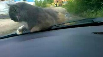 Кот на капоте - смотреть видео (6:02)