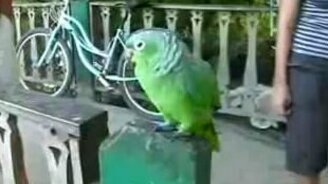 Попугай смеётся над туристами - смотреть видео (2:04)