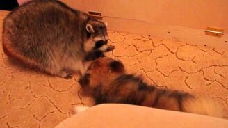 Еноты играют со щенком - смотреть видео (8:59)