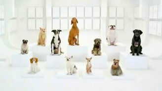 Имперский марш по-собачьи - смотреть видео (1:03)