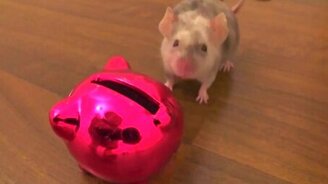 Мышка и копилка - смотреть видео (1:08)