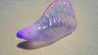 Завораживающая медуза - смотреть видео (1:16)