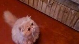 Чихающий котёнок - смотреть видео (1:24)