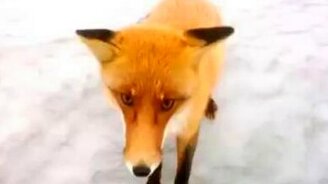 Дикая лиса вышла к рыбакам - смотреть видео (1:46)