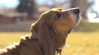 Смешной пёс в замедлении - смотреть видео (1:12)