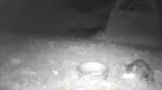 Ночной триллер: кошка против лисы - смотреть видео (0:30)