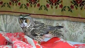 Совушка вместо кошки - смотреть видео (2:30)